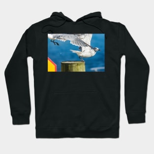 Fighting gull Hoodie